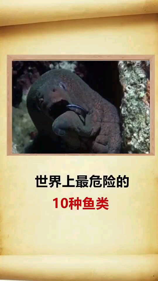 吃世界上最危险的10种鱼类!