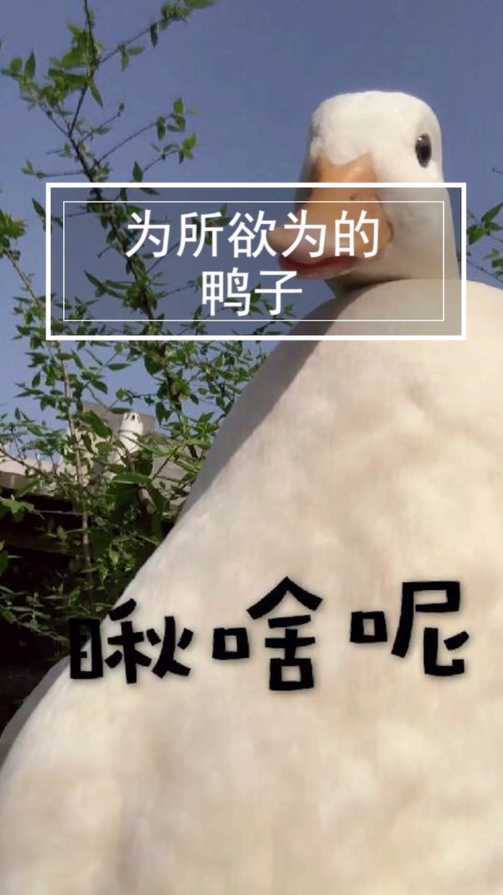 这么可爱小鸭子你想养一只吗