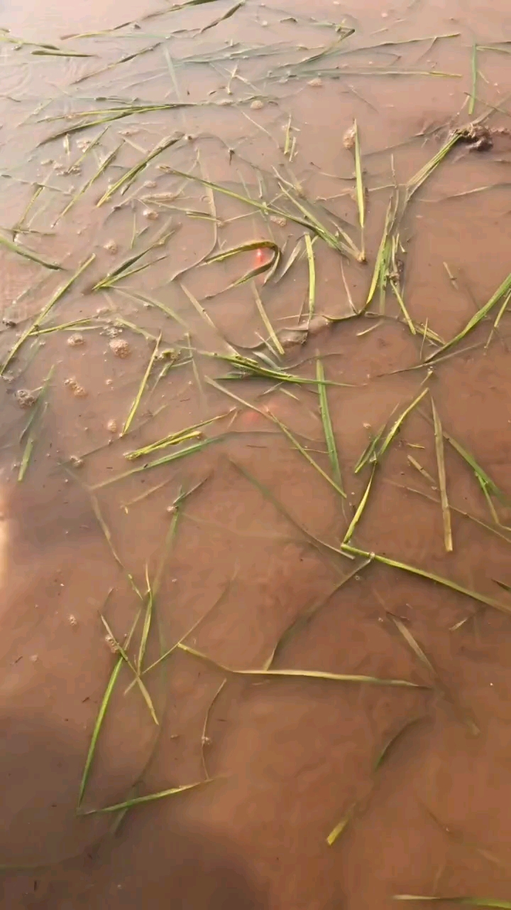 逆鳞红鲤鱼,见着发财