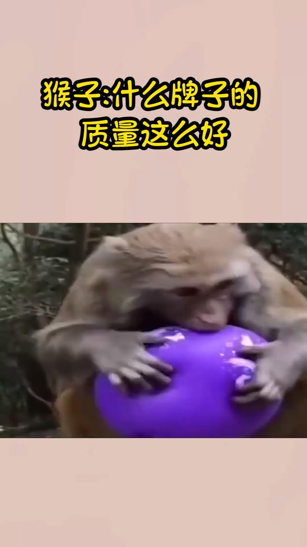 #我要上热门#猴子:什么牌子的 质量这么好