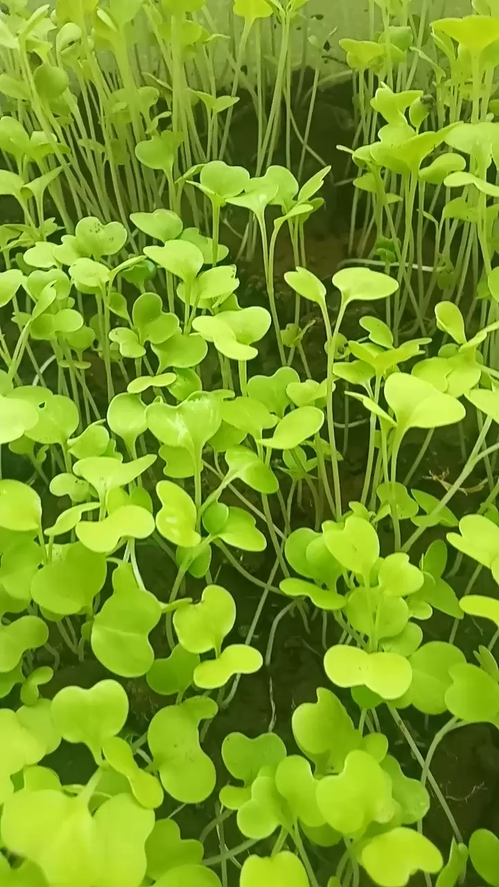小油菜长多好