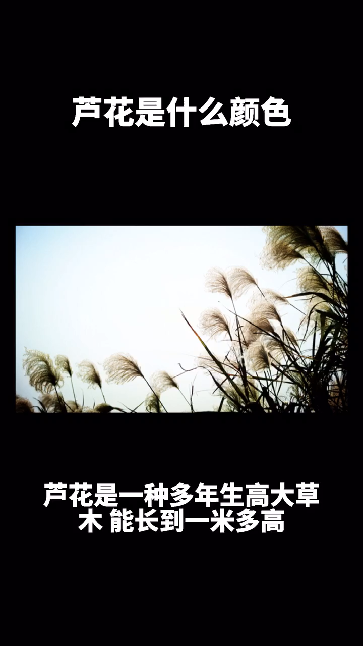 芦花是什么颜色?