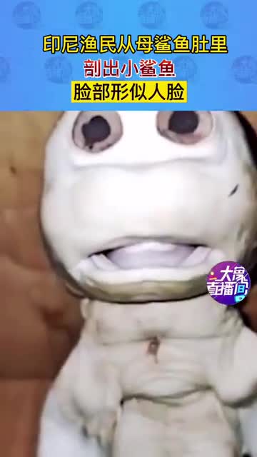 印尼渔民从母鲨鱼肚子里,剖出小鲨鱼,脸部形似人脸,引来围观