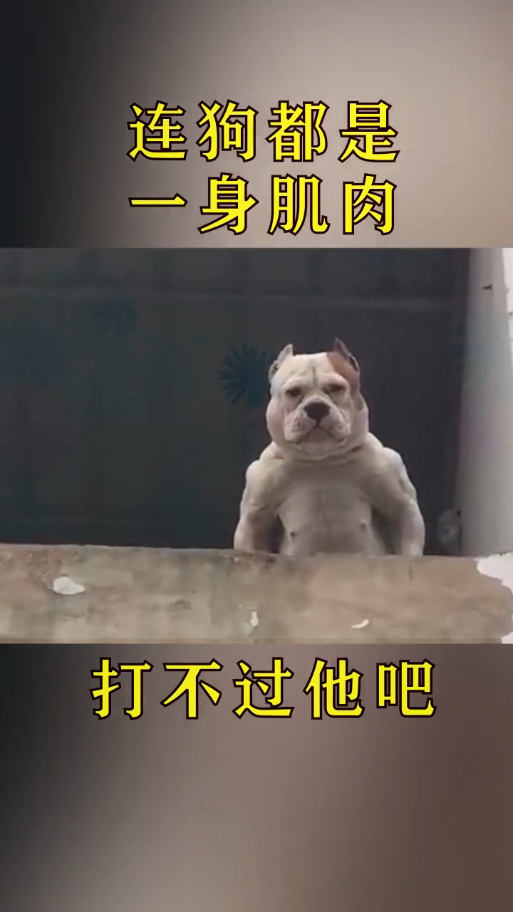 #娱乐玩游戏#面对这一只满身是肌肉的狗,我自卑得像个孩子!