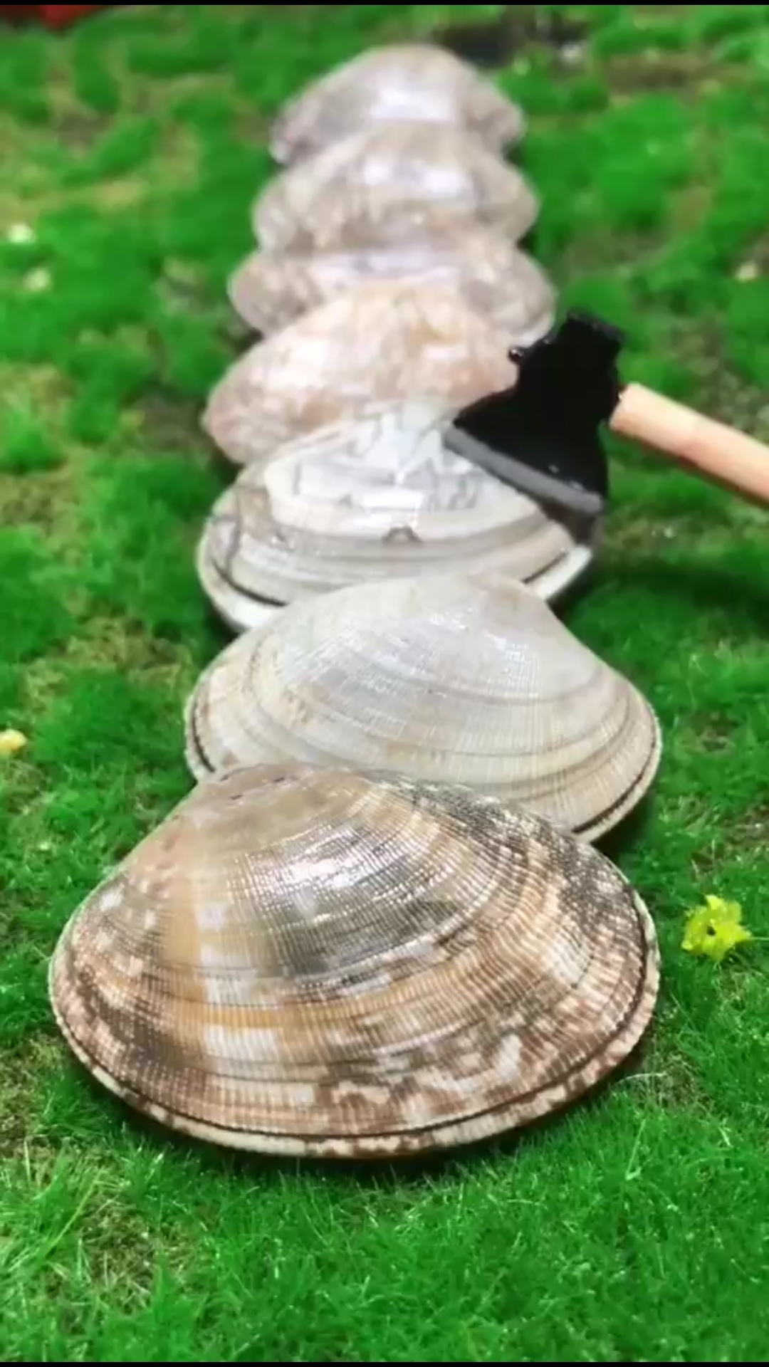 爆炒花甲吃