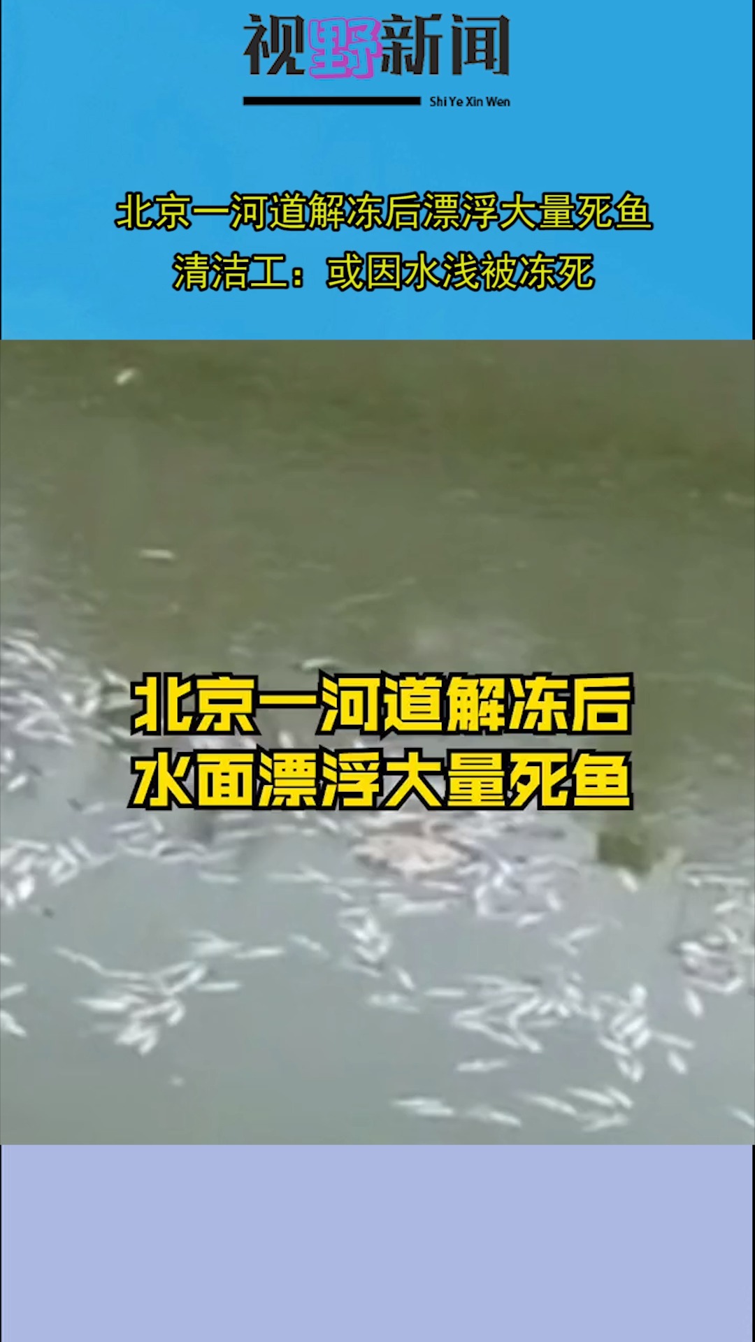 北京一河道解冻后漂浮大量死鱼,清洁工:或因水浅被冻死