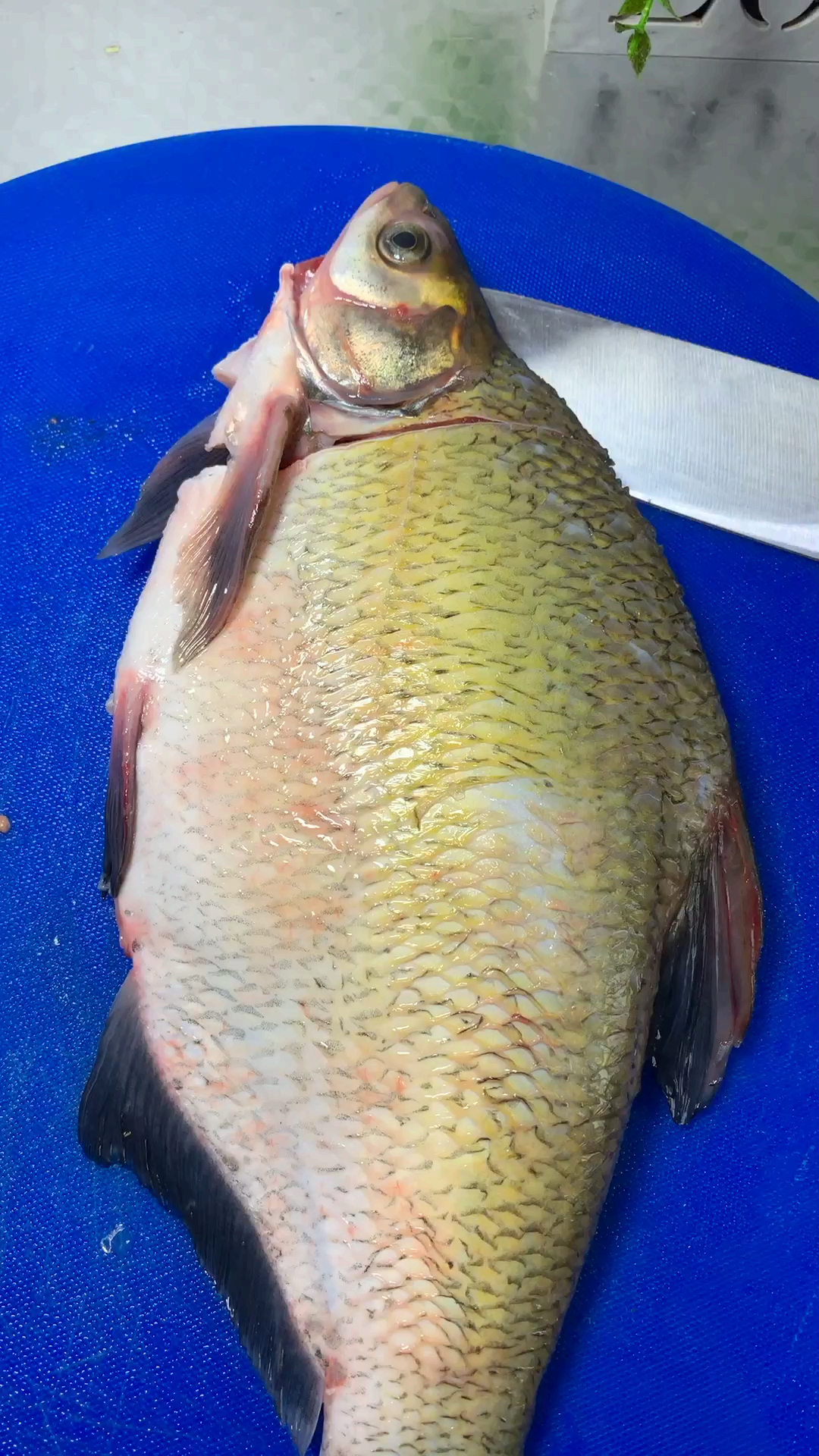 #名嚼美食#清蒸武昌鱼鱼教程