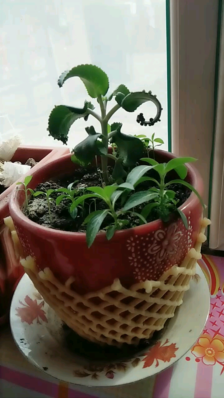 花可爱呦