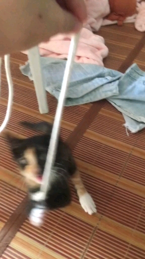 #你喜欢的样子我都有#老猫与小猫