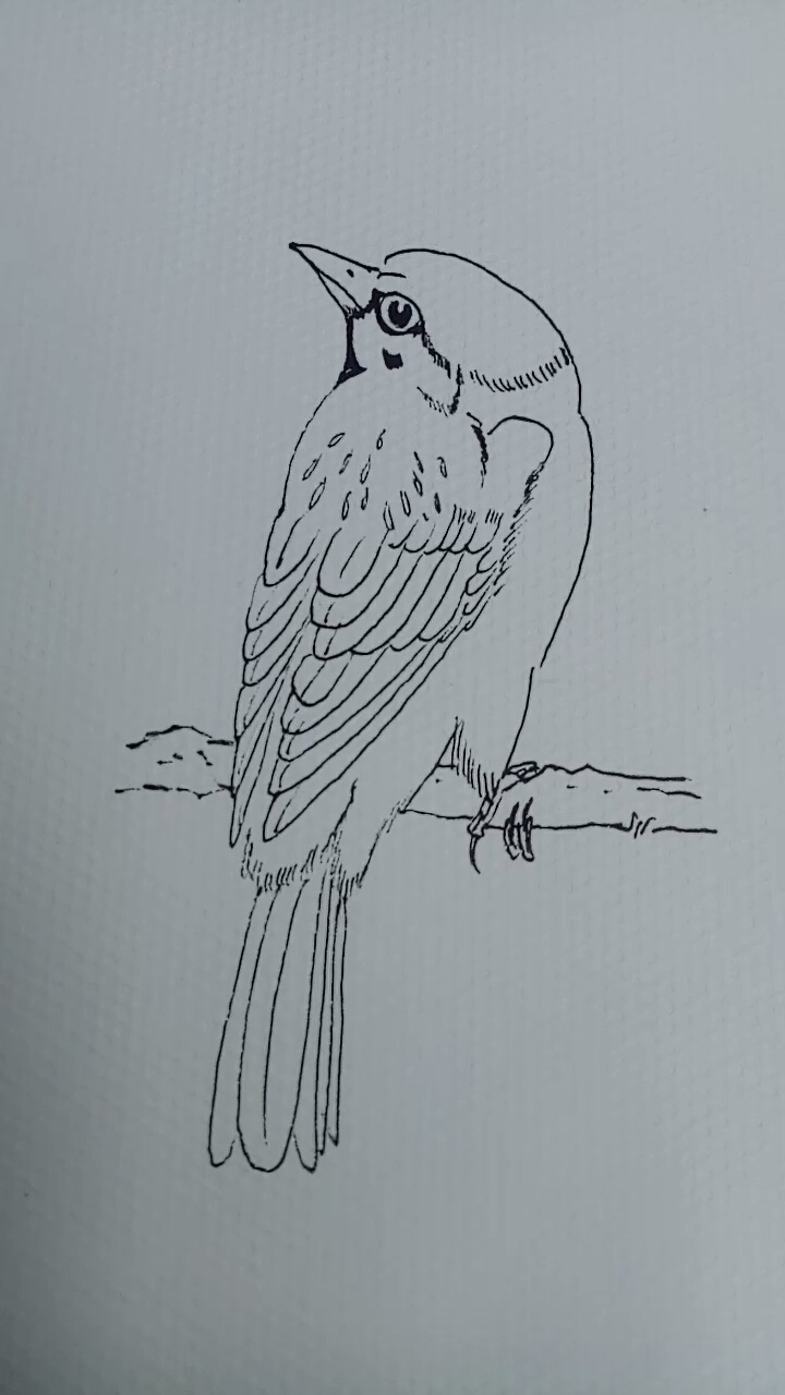 #一看就会的白描画#教你简单白描麻雀过程