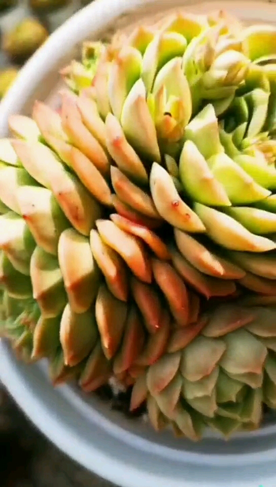 #佛系生活#酸橙辣椒多肉为景天科拟石莲花属一种多年生常绿开花植物,植株易群生……