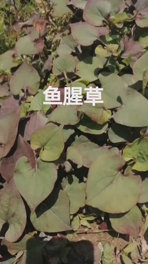 鱼腥草功效与作用