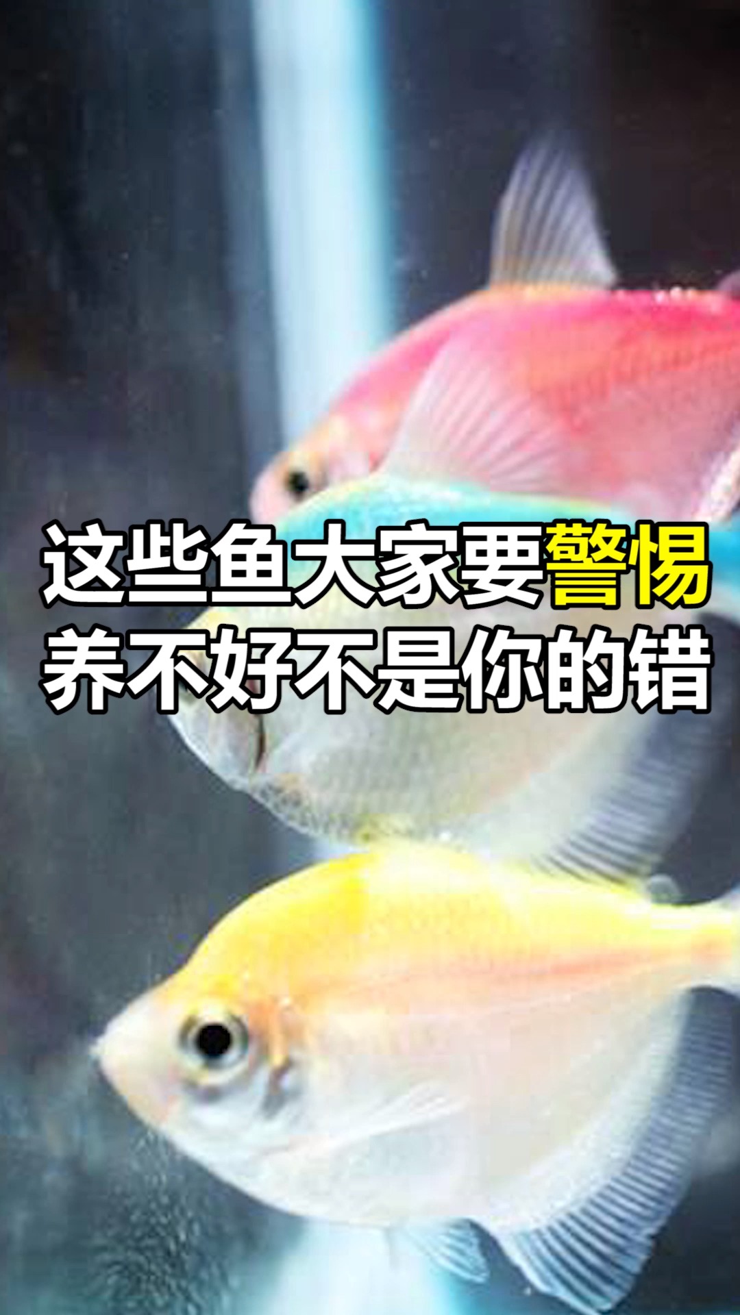 #养鱼#这些鱼养不好真的不怪你!