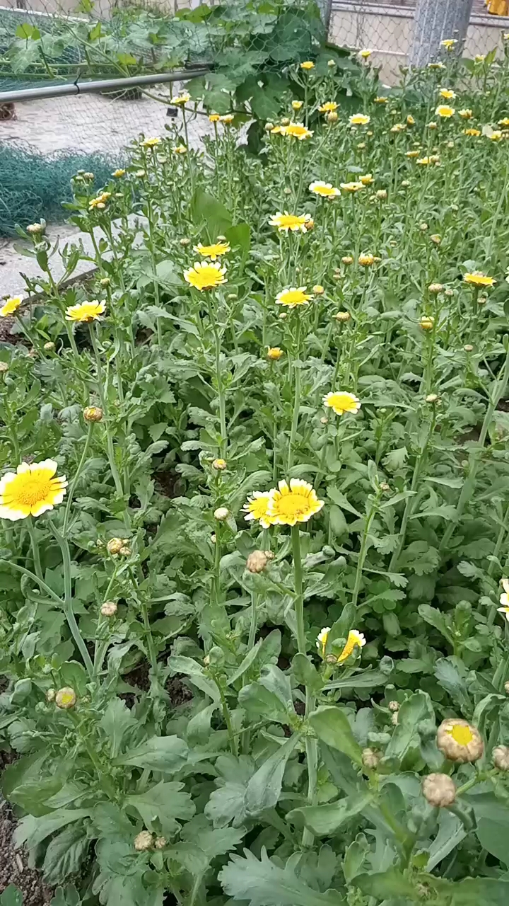 楼顶的茼蒿菜开花了,还能吃吗?