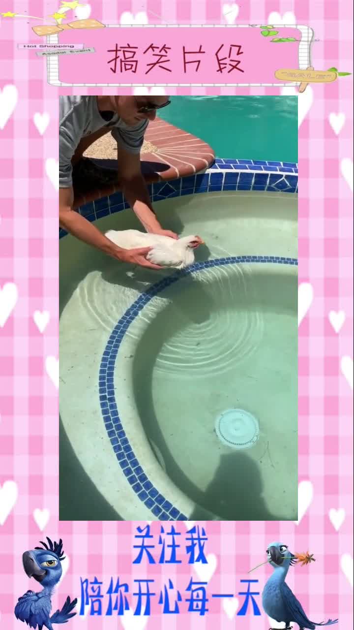 原来公鸡是会游泳的,搞笑视频