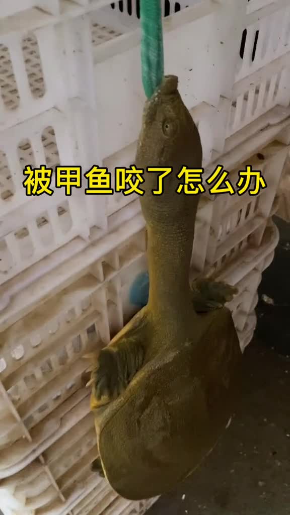 被甲鱼咬了怎么办?