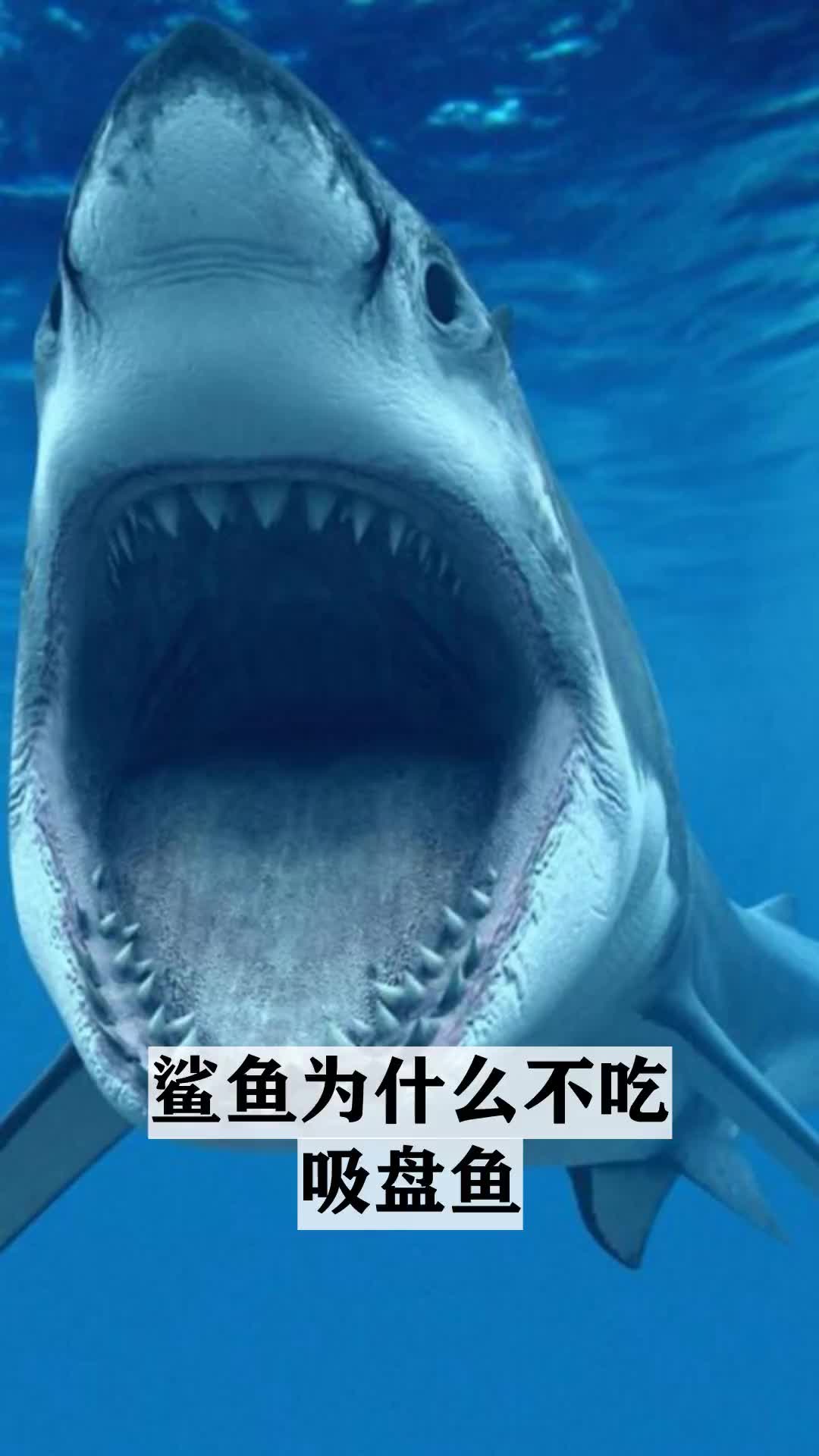 学习动物小知识,鲨鱼为什么不吃吸盘鱼