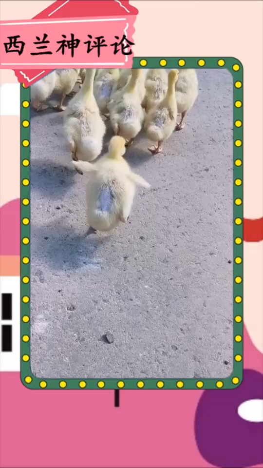 #搞笑视频#带鸭子出去逛街这只鸭子走路太搞笑了