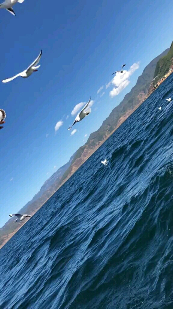 海鸟和鱼相爱,只是一场意外