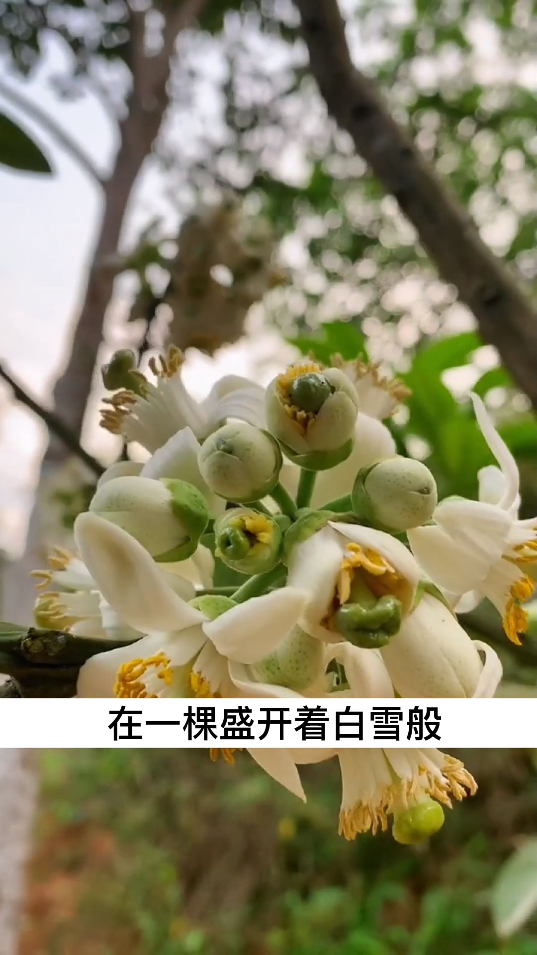 古清时期的宫廷贡品,你有喝过吗?