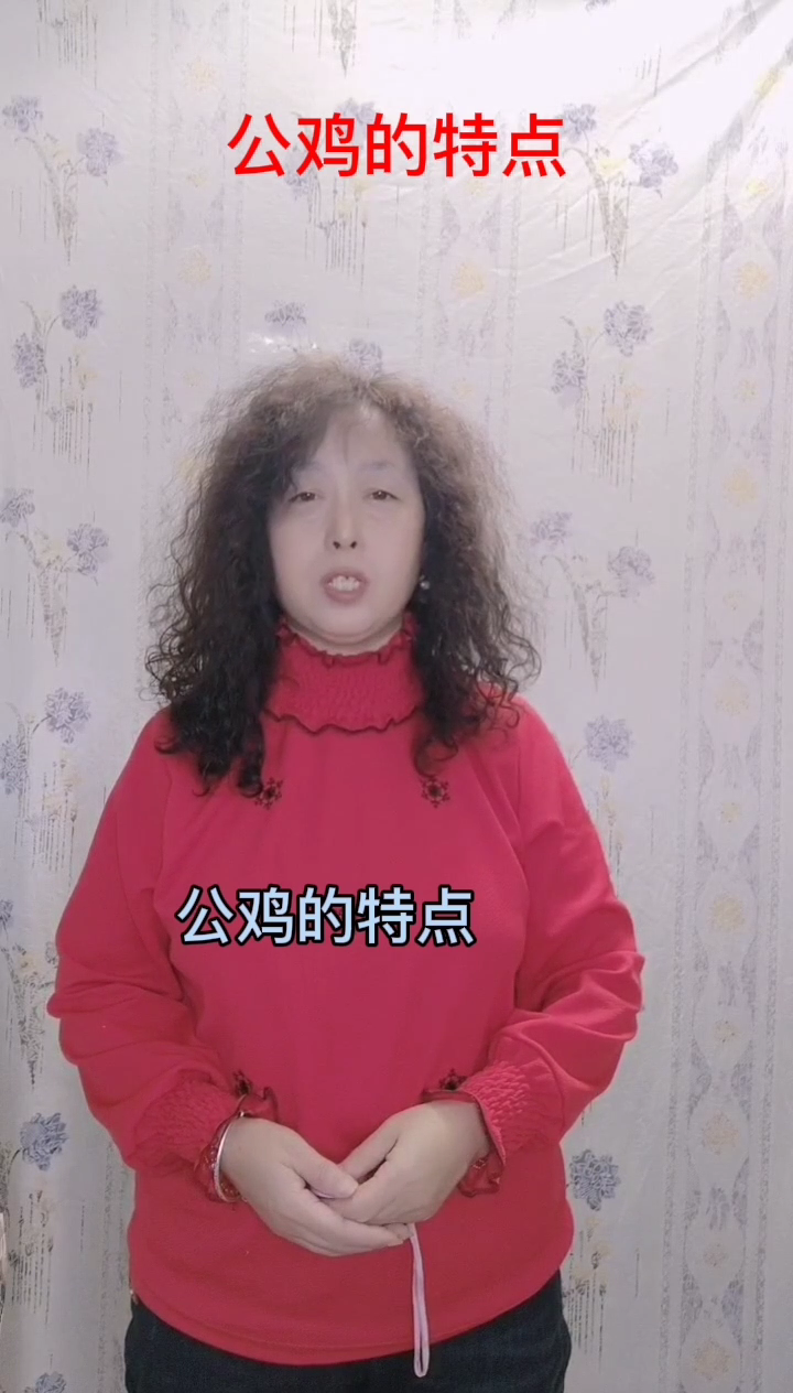 公鸡的特点   