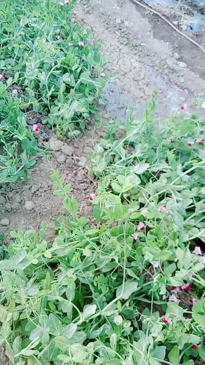 菜园变成了花园