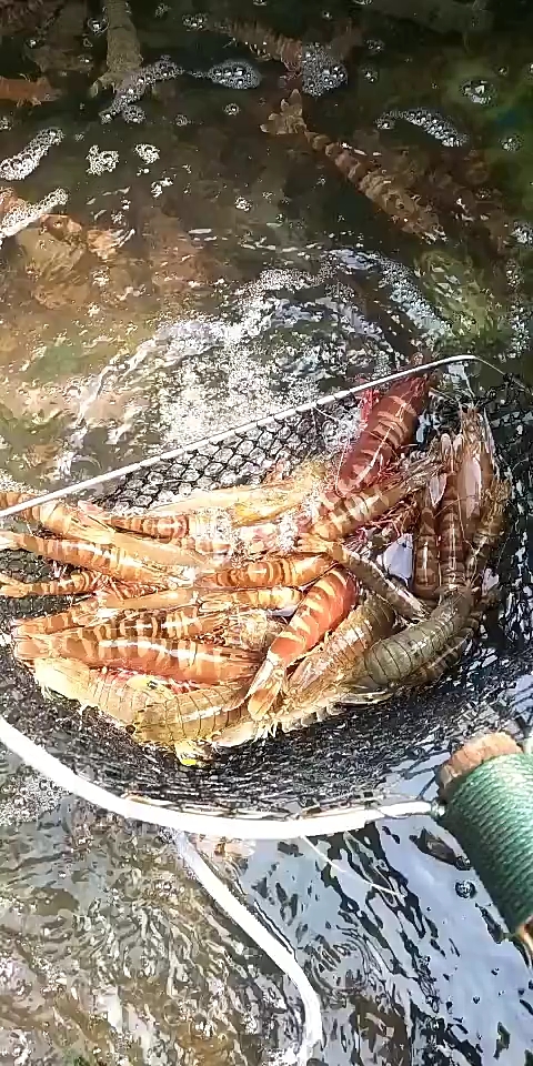 天然大海虾!