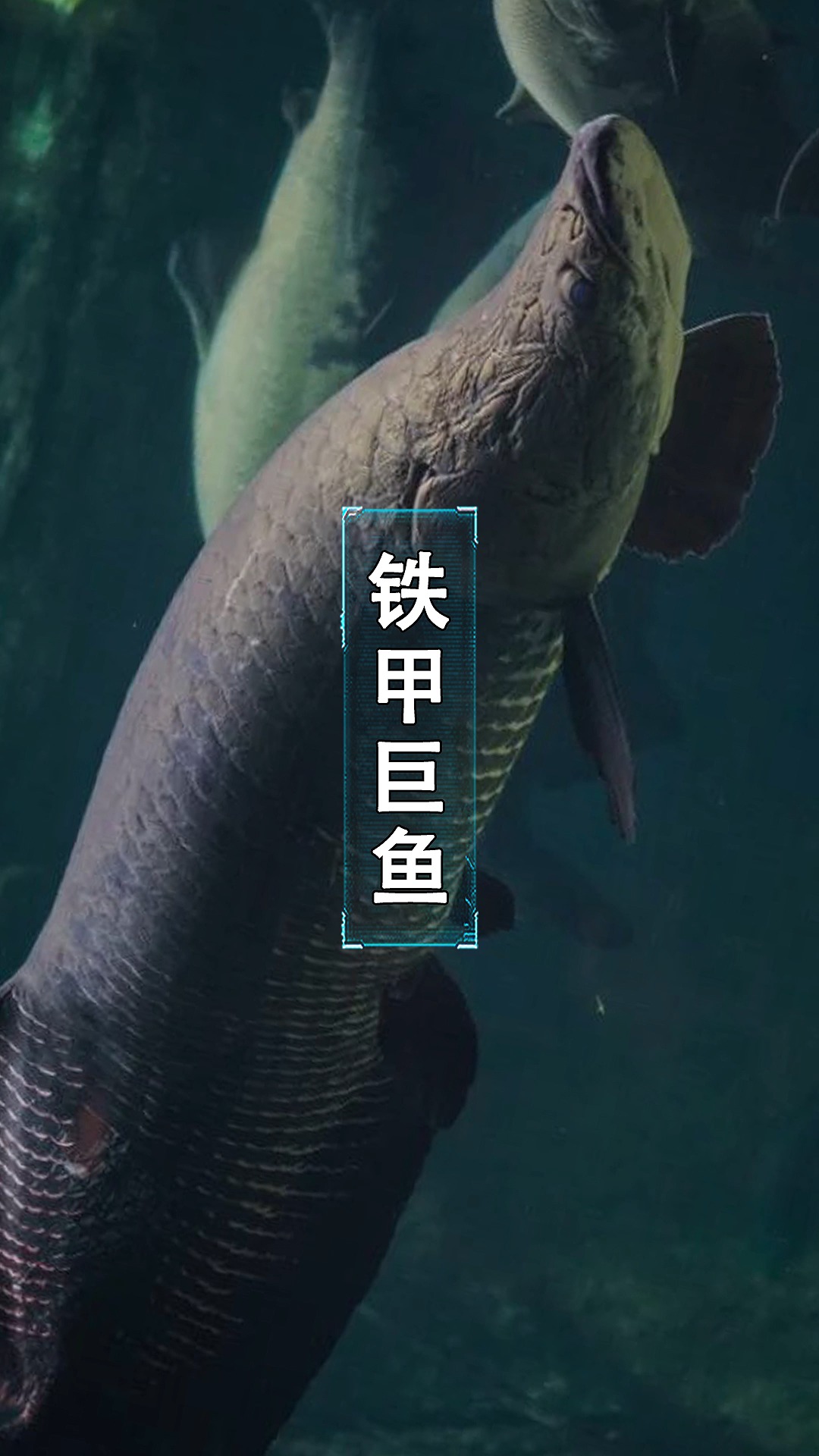 #每天一点冷知识#鱼中巨无霸,咬崩食人鱼的牙,防弹衣的模板。