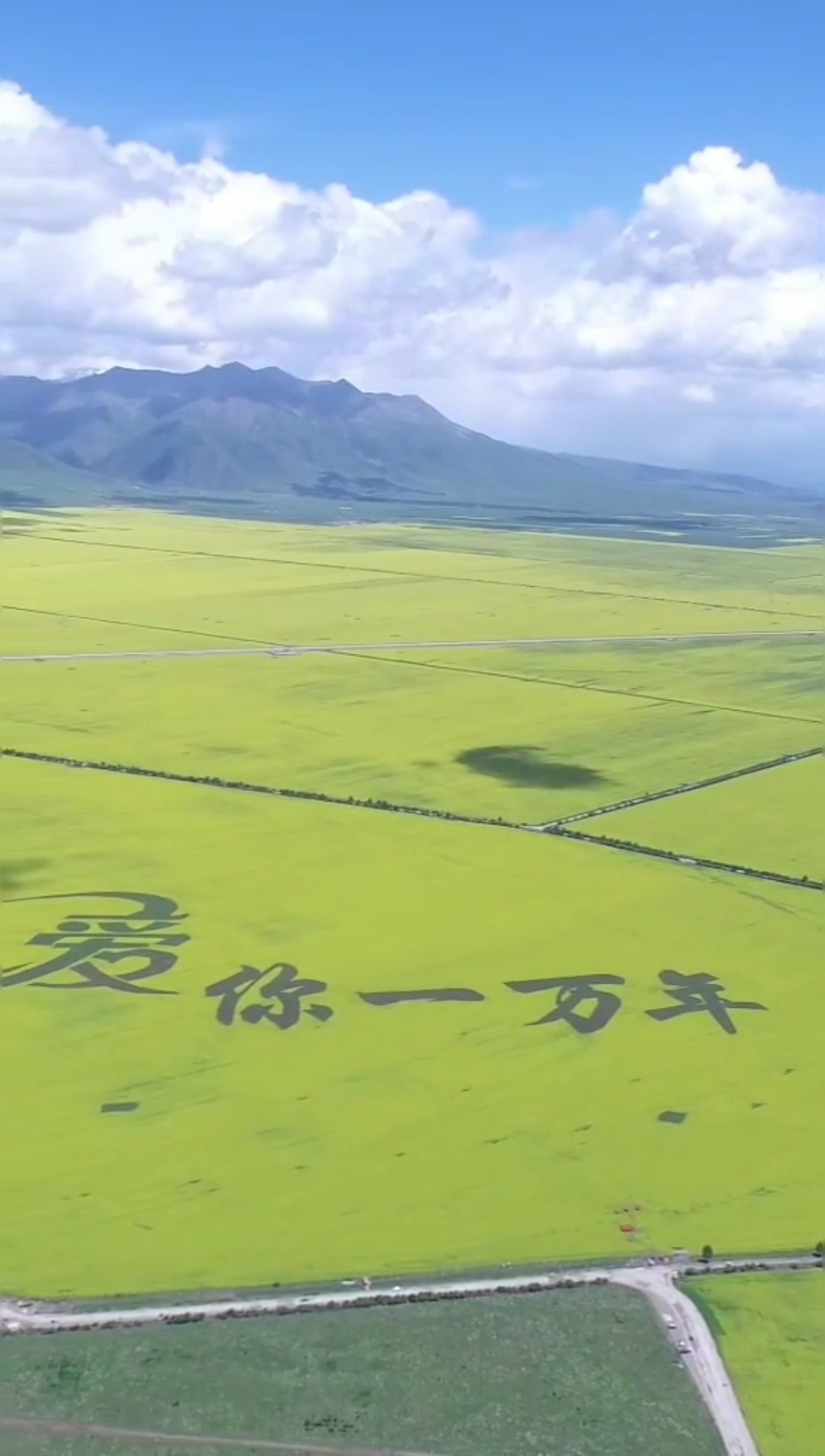 #回家路上那些事#十大花海之一门源油菜花