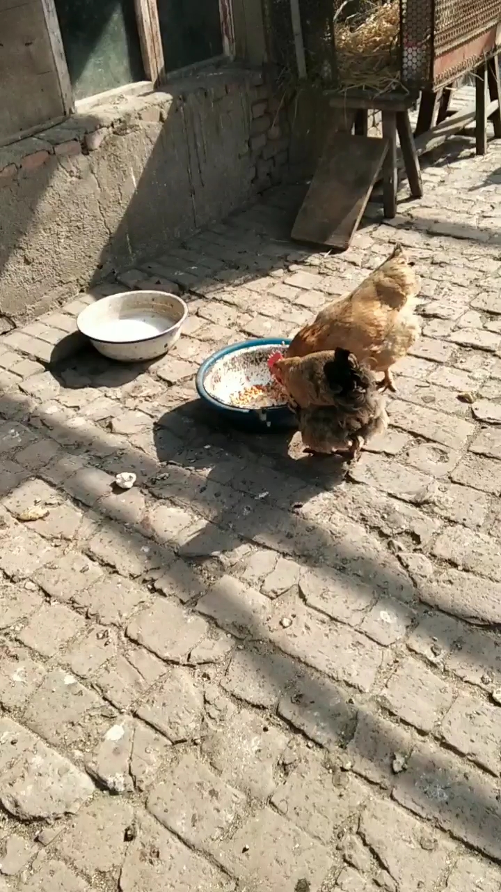 小母鸡