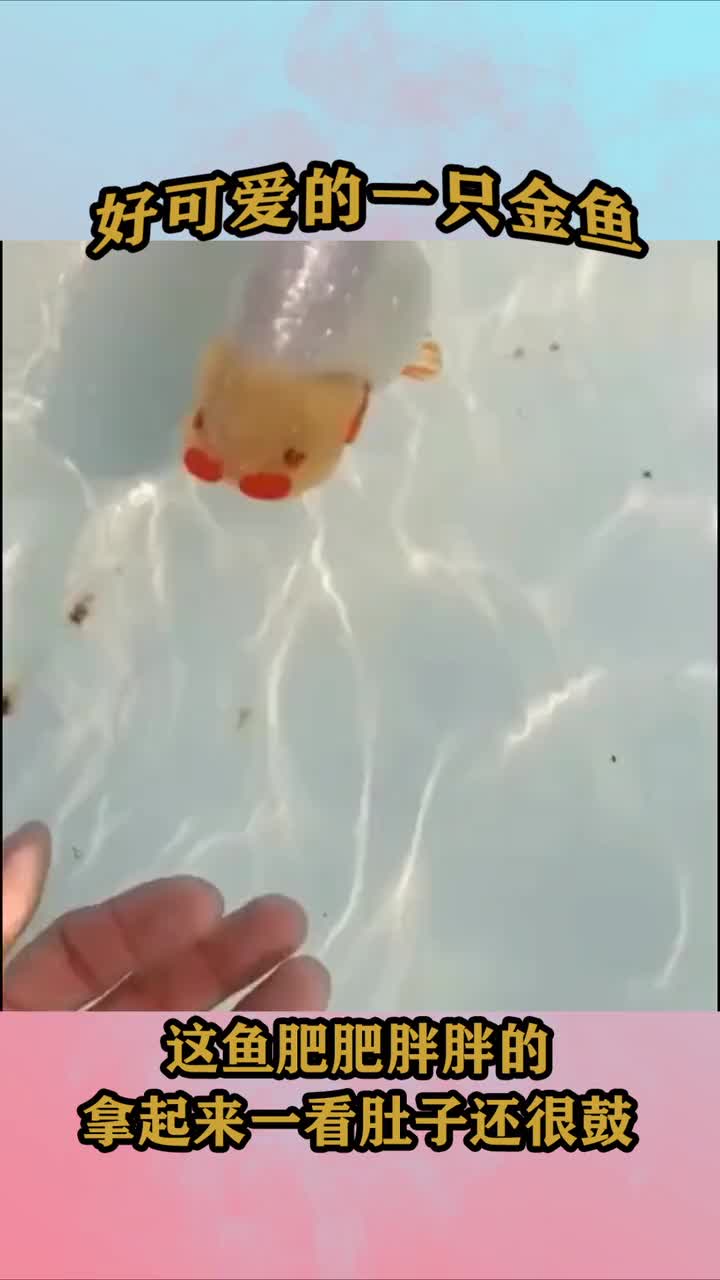 好可爱的一只金鱼,眼前两块红色好像戴着眼镜,拿起来看肚子鼓鼓的