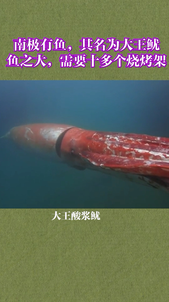 世界最大鱿鱼,这得吃到啥时候才能吃完。