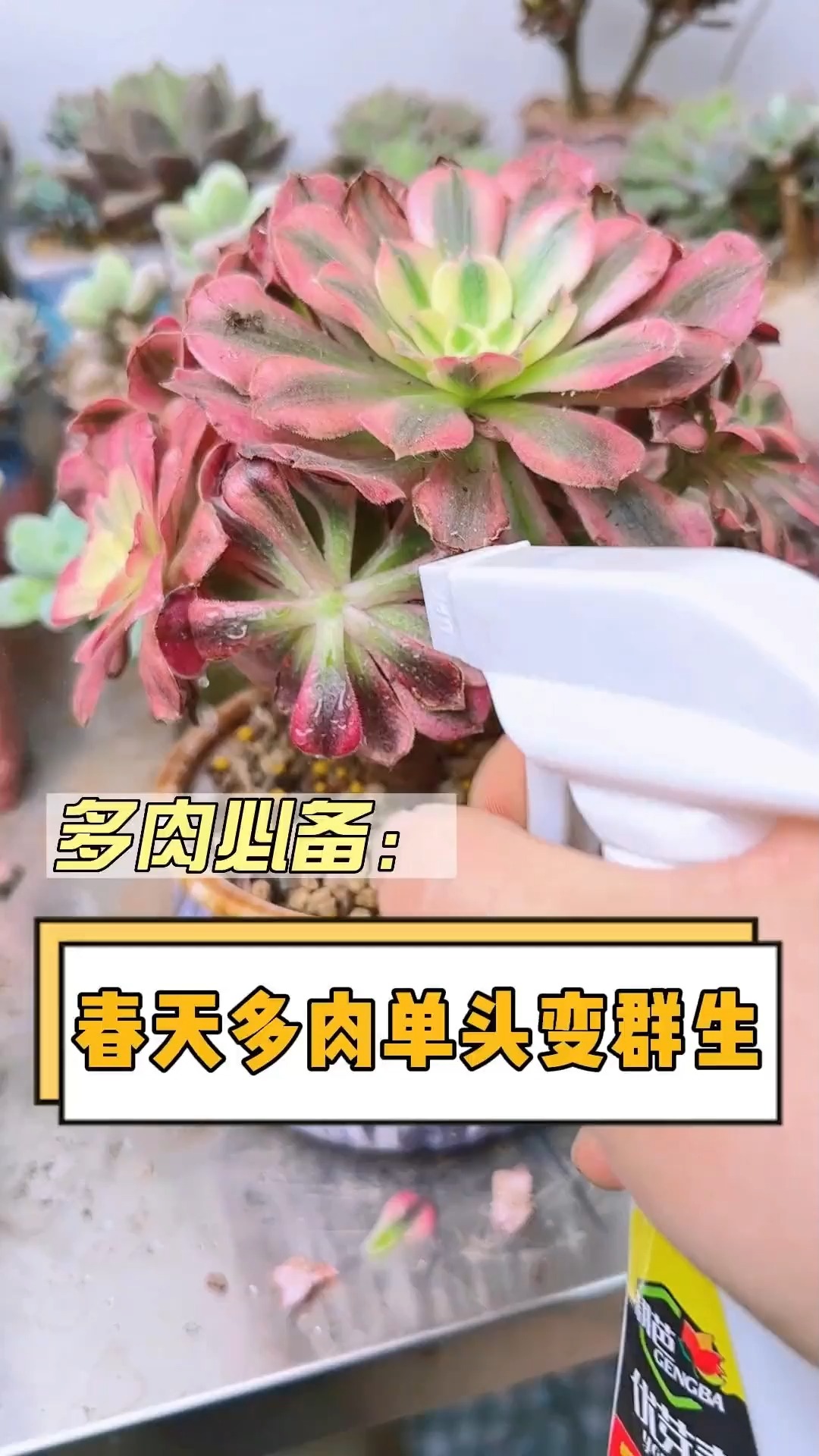 春天多肉植物,怎么单头爆多头?这个视频教会你#多肉#多肉植物#