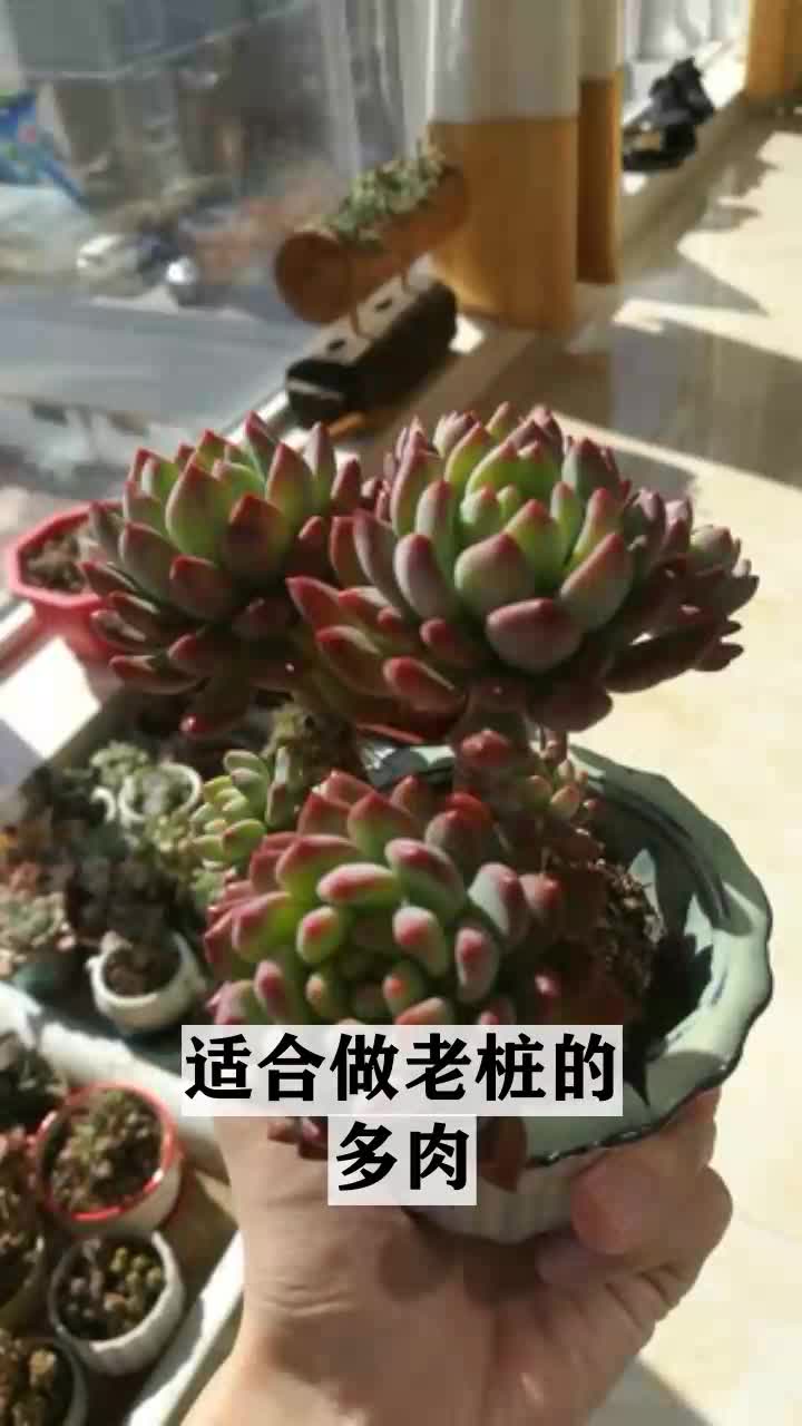 适合做老桩的多肉