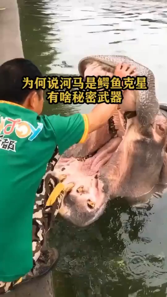 #搞笑视频#为何说河马是鳄鱼的克星,有啥秘密武器