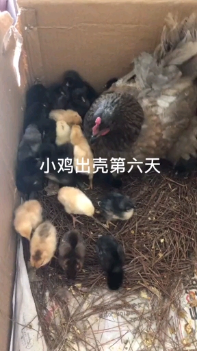 鸡妈妈和她的孩子们。