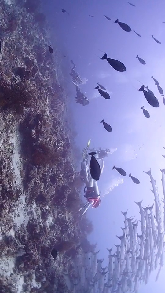 #海底世界#混迹在鱼群风暴中的鲨鱼VS海浪鱼风暴!
