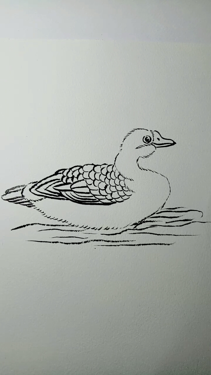 #一看就会的白描画#水鸭画法过程