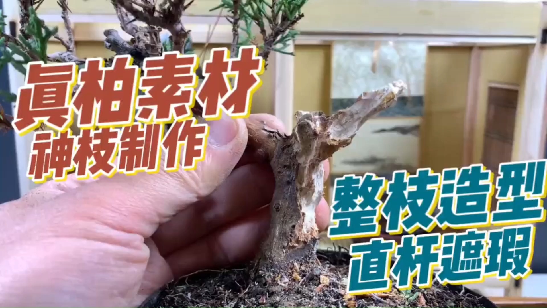 系鱼川真柏老桩雕刻舍利神枝,细心雕琢,造型更显古朴斑驳(上)