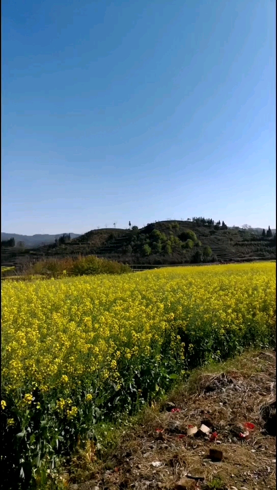 家乡的油菜花