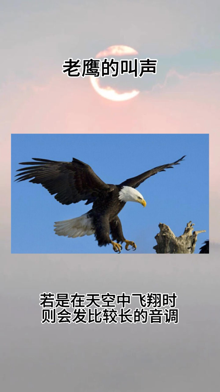 老鹰的叫声。  