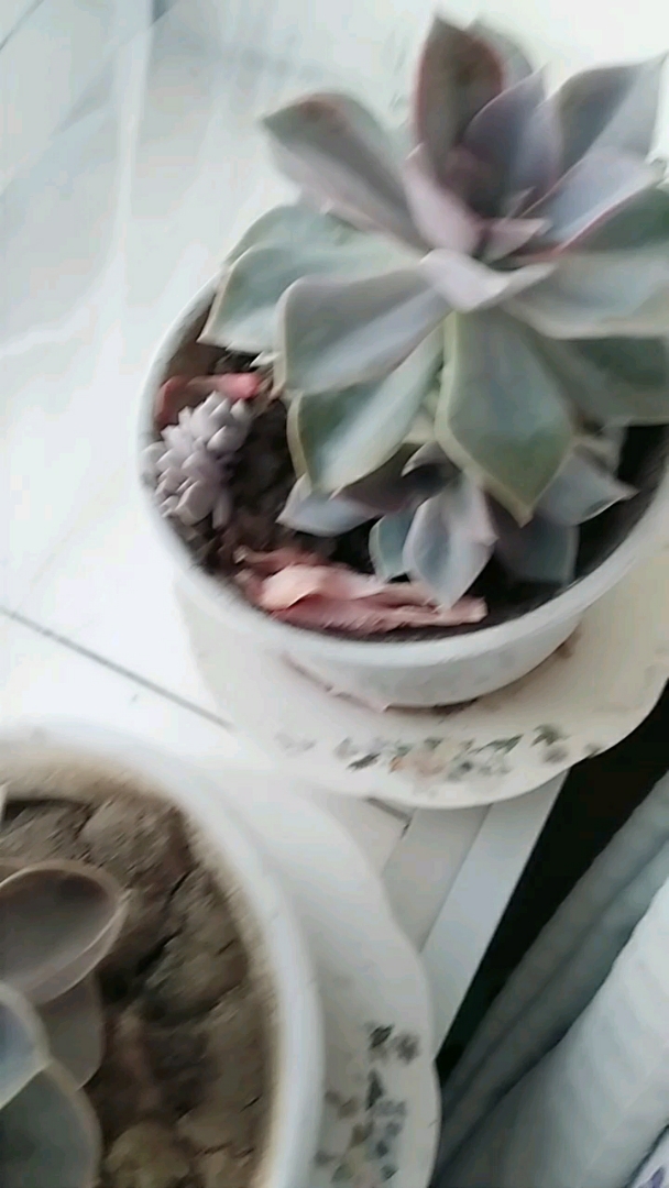 多肉植物像沙漠里的一粒沙,有坚强的生命力