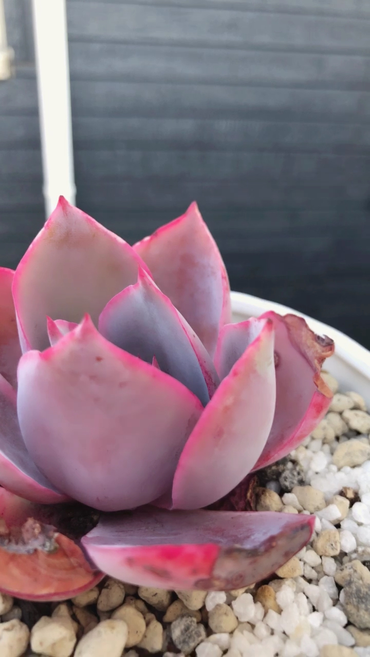 #我的小花园#晚霞景天科拟石莲花属:三仙之一是广寒宫和沙维娜的杂交品种!需砍头分株繁殖!