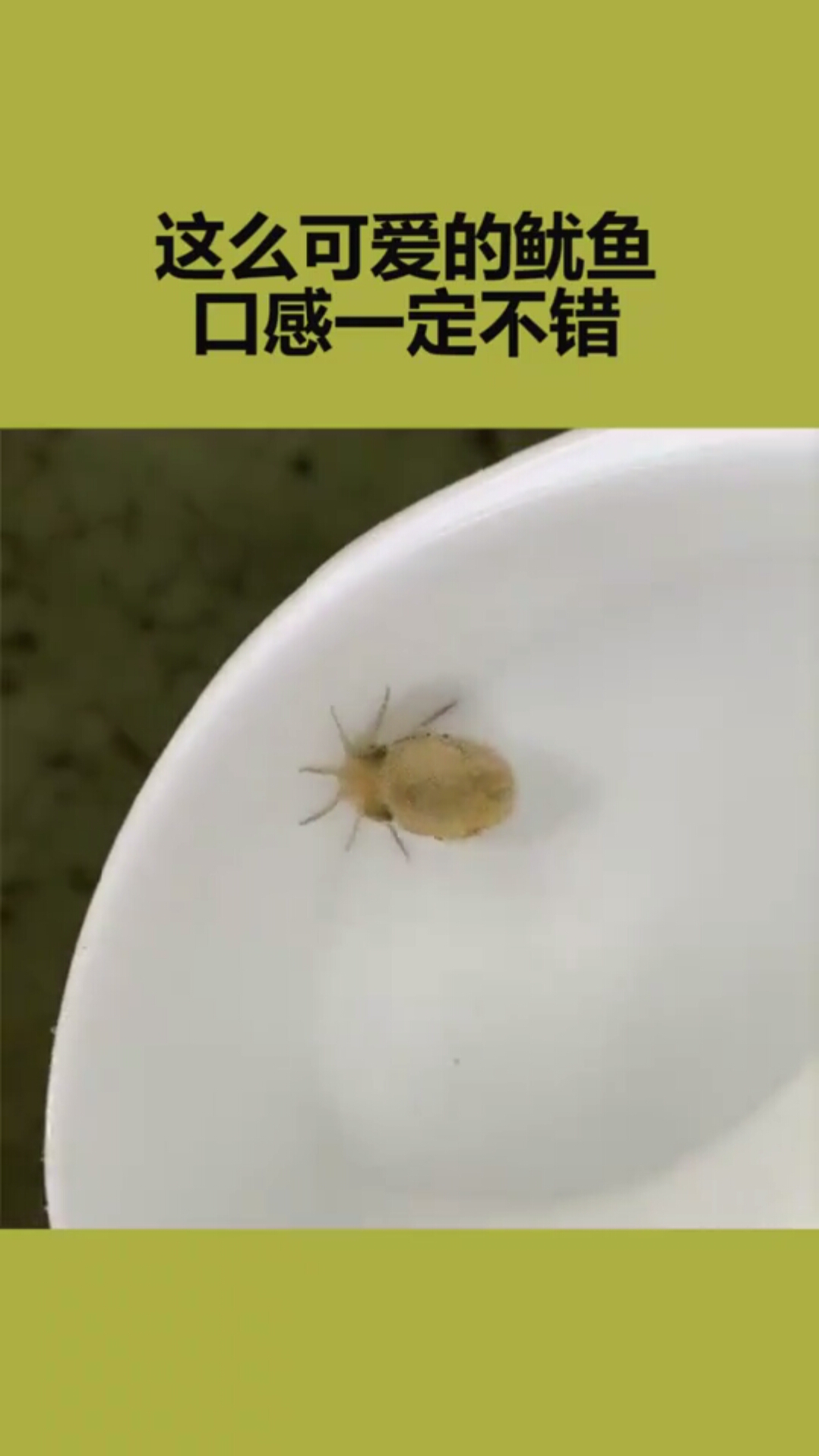 这么可爱的鱿鱼,口感一定不错