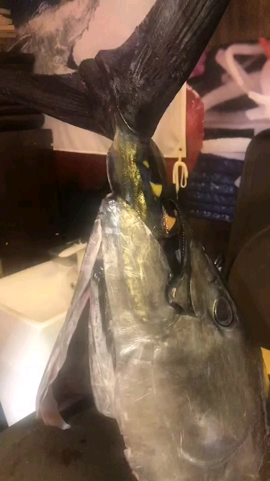 金枪鱼头怎么吃?
