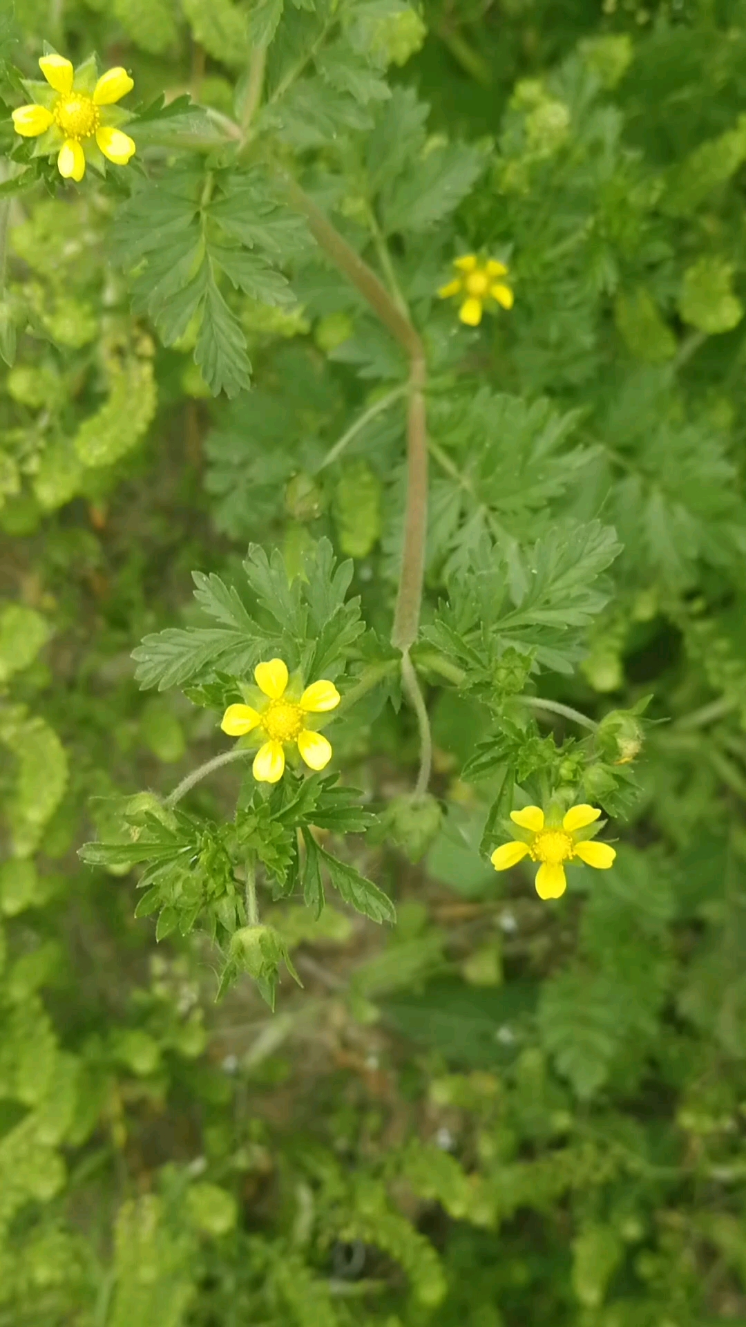 朝天委陵菜,花朵小而精致。有清热解毒的功效。