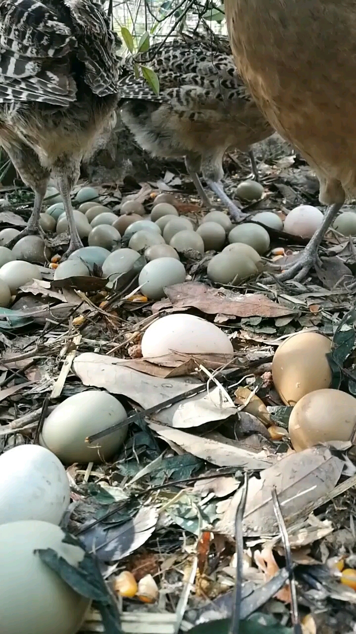 看这野鸡一天能下一堆蛋。