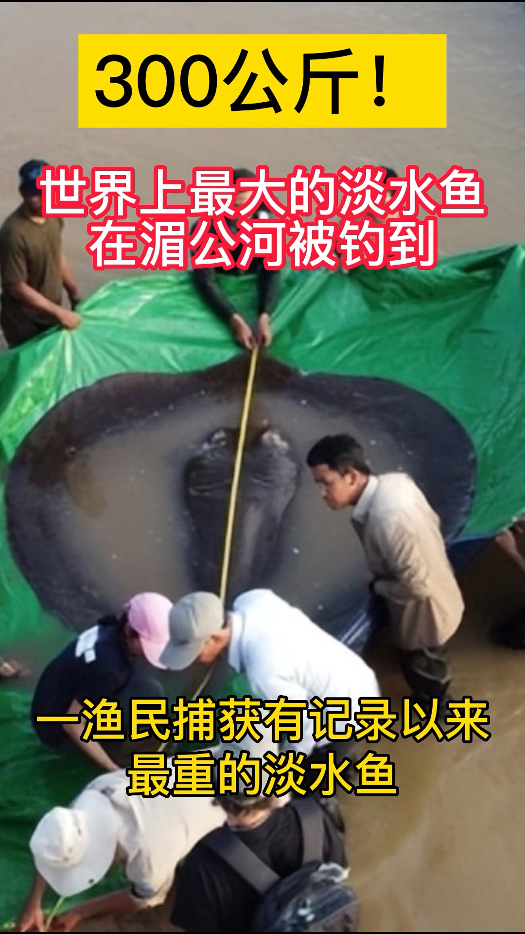 重300公斤!湄公河捕获全球最大淡水鱼