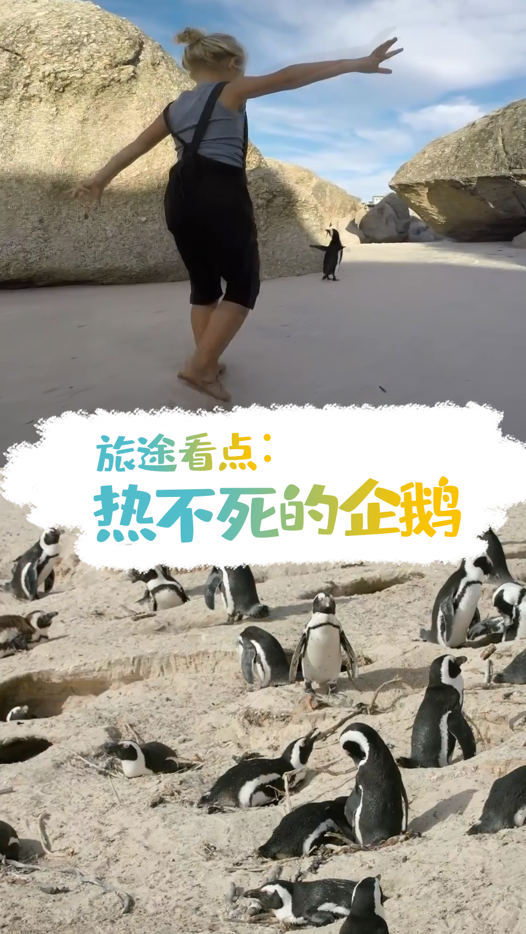#企鹅#旅途看点︱奇怪的勒,非洲这种企鹅不仅耐热叫声还像驴!