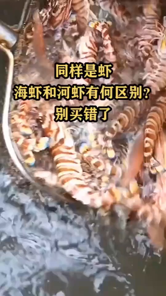 同样是虾,海虾和河虾有何区别?别买错了